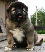 vlady