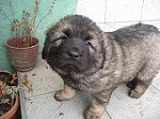 bogdi0298
